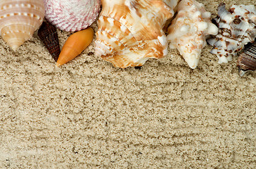 Image showing Frame of Conch Sea Shell