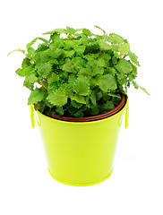 Image showing Lemon Balm