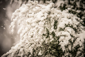 Image showing evergreen branches in snow