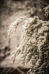 Image showing evergreen branches in snow