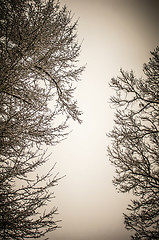 Image showing snow trees sky