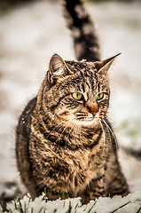 Image showing cat in the snow