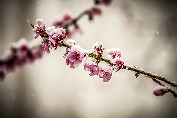 Image showing peach blossom in snow