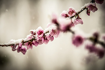 Image showing peach blossom in snow