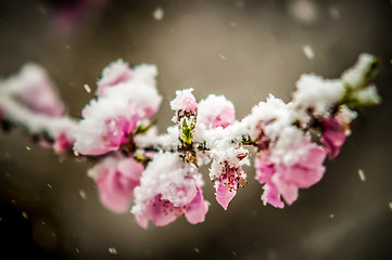 Image showing peach blossom in snow