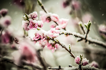 Image showing peach blossom in snow