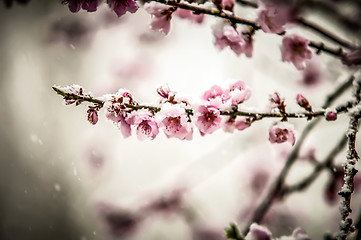 Image showing peach blossom in snow