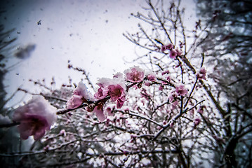 Image showing peach blossom in snow