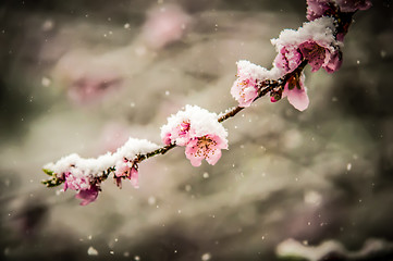 Image showing peach blossom in snow