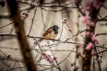 Image showing bird on a tree in snow