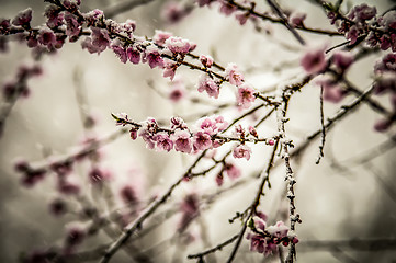 Image showing peach blossom in snow
