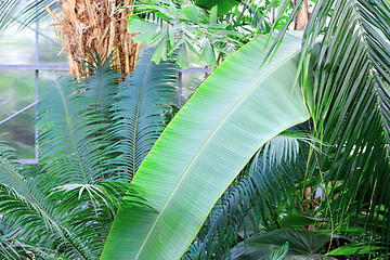 Image showing banana leaf in greenhouse