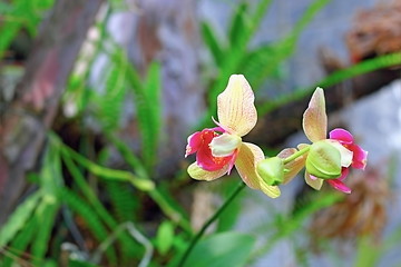 Image showing beautiful orchid in the greenhouse