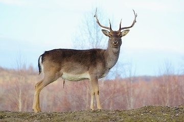 Image showing big deer buck