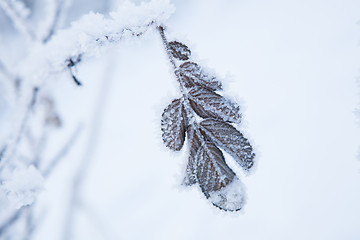 Image showing Snow covered leaves