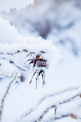 Image showing Snow covered roseberry