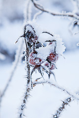 Image showing Snow covered roseberry