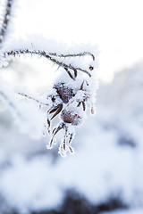 Image showing Snow covered roseberry