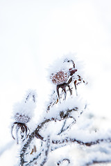 Image showing Snow covered roseberry