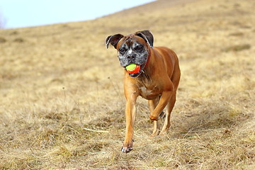 Image showing boxer with colorful ball