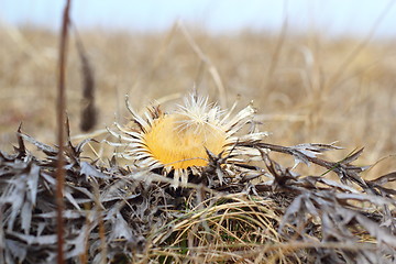 Image showing carlina acaulis