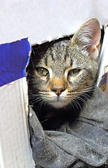 Image showing cat in carton box