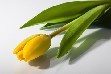 Image showing Yellow tulip  