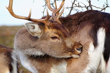 Image showing deer scratching because of  ticks