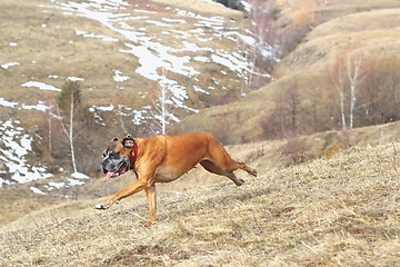 Image showing dog running outside