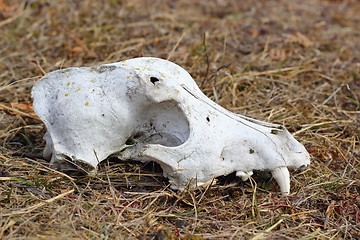 Image showing dog skul canine detail