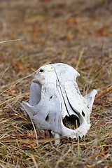 Image showing dog skul in the grass