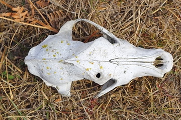 Image showing dog skull view from above