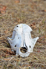 Image showing dog skull