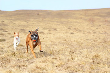 Image showing dogs coming with a ball