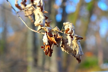 Image showing faded leaves in winter