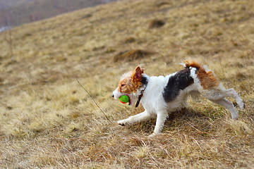 Image showing fox terrier in the field