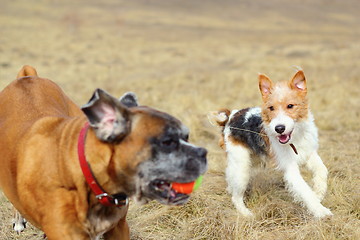Image showing fox terrier playing with boxer