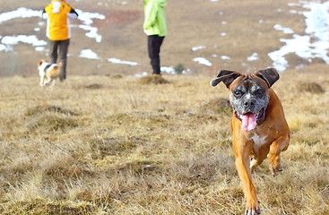 Image showing happy boxer breed