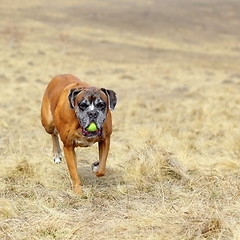 Image showing happy dog in the filed