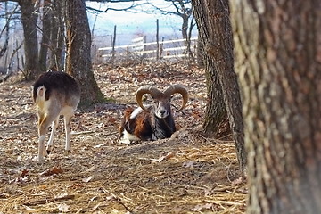 Image showing moufflon ram in an enclosure