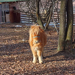 Image showing orange donkey