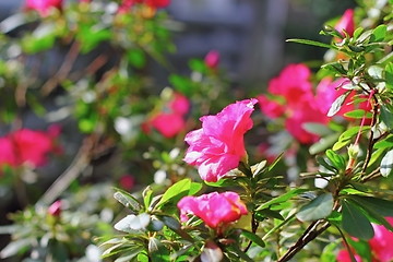 Image showing pink rhododendron ( azalea )