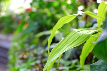 Image showing plants in the greenhouse