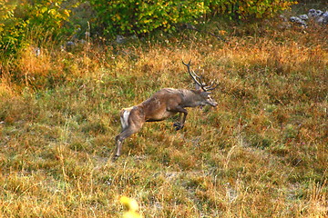 Image showing red deer buck jumping