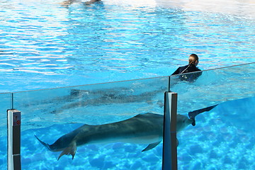 Image showing diver pushed along by dolphins