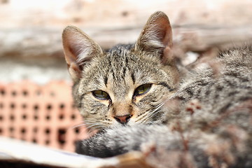 Image showing sleepy cat