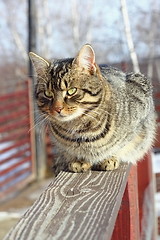 Image showing striped cat on the fence