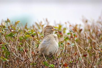 Image showing young female house sparrow
