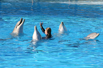 Image showing four dolphins and girl