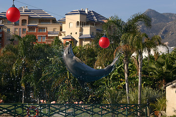 Image showing dolphin flipping over